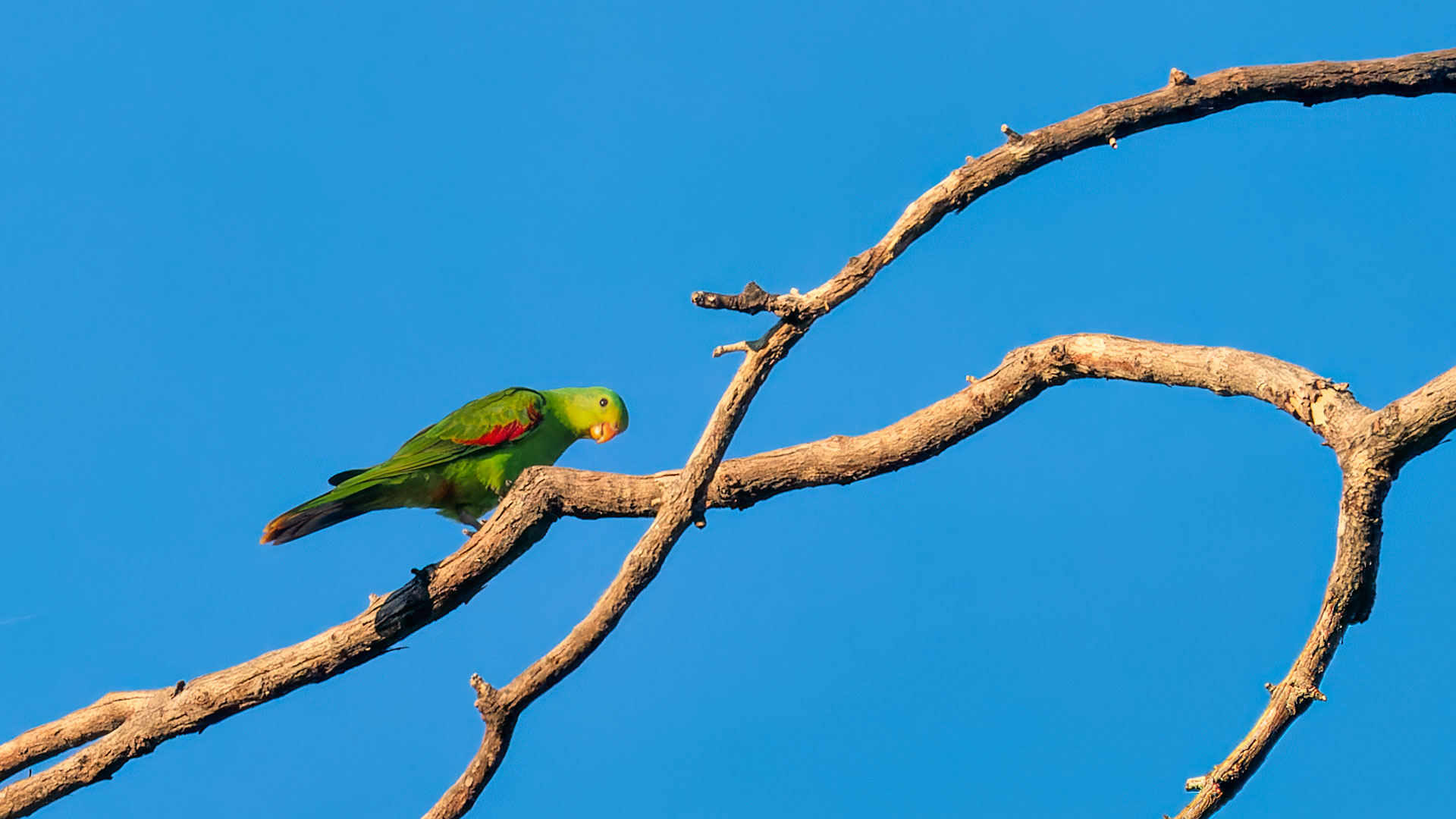 Litchfield National Park - Rotflügelsittich